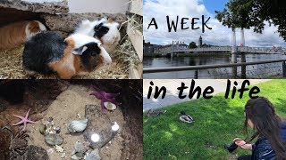 A Week In The Life (aquarium, city, pets & festival)