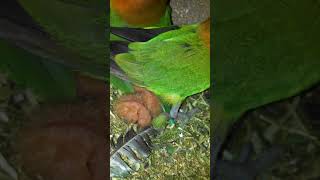 Adeeba birds farm & pets