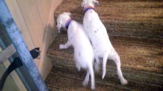 Ozzy and Elvis Discovered the stairs