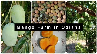 Mango Farm in Odisha | Organic Mango Plantation | Alphonso Mango