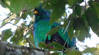 BIRD WATCHING, THE RESPLENDENT QUETZAL