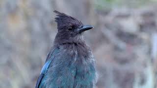 Stellar Jay Painting