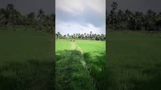 #trending #1 #shorts #nature #agriculture #farming #youtubeshorts #virul #shortvideo #vari