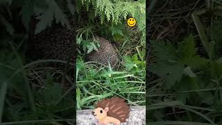 Hedgehog /Їжачок #hedgehog #їжак