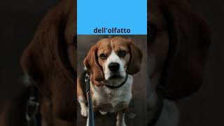 "fiutare le tue emozioni" #shorts #curiosità #dog #amicifelini