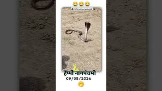 Bhai ka birthday 🤭😂😂 #snake #snakevideo #snakecomedy #funnyvideos #youtubeshorts #shorts#funnyshorts