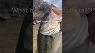 What Happened To The Tail 😮 #reels #largemouthbass #satisfying #fun #fishing #viral #shorts