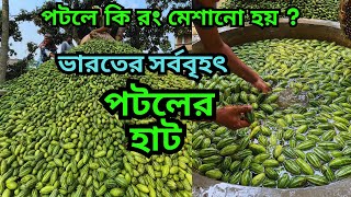 ভারতের সর্ববৃহৎ পটলের হাট || পটলে কি রং মেশানো হয় ? নহাটা পটল হাট || parval wholesale market ||