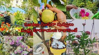 ఇలా చేస్తే పండ్ల మొక్కలకు instant బలం ఇచ్చినట్లే ఇంక fruits పెద్ద size లో కాస్తాయి పూల తోటలా మారింది