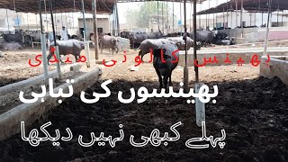 Bhainso ki tabahi 😱/bhains colony cow mandi today updates @mandivlogswithejaz4258