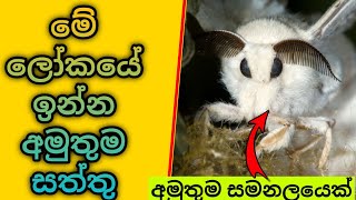 මේ ලෝකයේ ඉන්න පුදුම හිතෙන සත්තු | Amazing animals in this world | M-Nim Studio