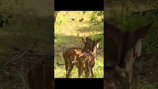 ওয়াও হরিণ দেখতে কতই না সুন্দর | Wow the deer looks beautiful. #deerhunting  #viralvideos  #babydeer