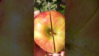 fruits farming 🍎🍏🍈🥝 #seasonal #fruitharvest #fruitfarming #fruitcutting @gardening_lover7469