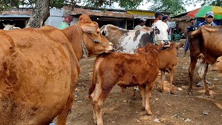 16000‼️ OBRAL SAPI BABON ANAK || Sepi Pembeli || Pasar Sapi Jatirogo