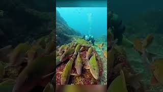 Under Water Sea Fish Video #shorts #fish #underwater