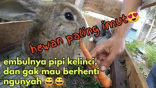 Memberi Makanan Favorit Kelinci Makannya Lahap Banget