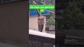 #humor #viralvideo #gatos #gatosfofo #cat #gatosfofinhos #brasil #bichos #animais #mensagem #pets