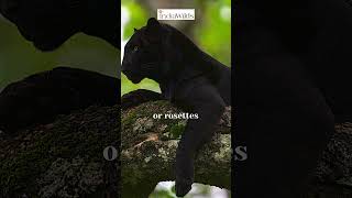 Amazing #blackpanther #melanistic #leopard  #wildlife #nature #travel #India #explore