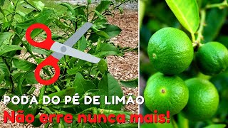 PODA DO PÉ DE LIMÃO DA FORMA CERTA!🍈 Limão em Abunância em 4 Minutos.