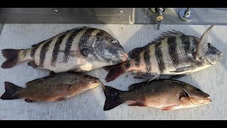 Sheepshead, Mangrove Snapper and DOLPHINS at the Sunshine Skyway!