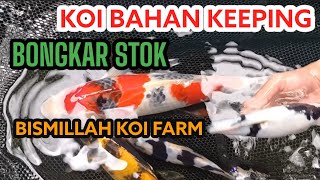 BONGKAR STOK IKAN KOI BAHAN KEEPING UNTUK KONTES DI BISMILLAH KOI FARM