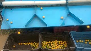 Lamon  apple and. Oinion grader machine