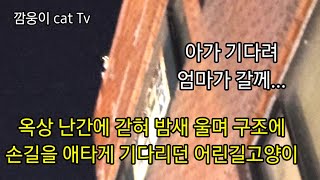 옥상 난간에 갇혀 밤새울며 구조에 손길을 기다리던 어린길고양이