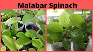 How To Grow Malabar Spinach From Seeds # Gardening In Cold Weather Countries # Basella Alba