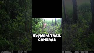 SPYPOINT Trail Cameras - do not miss a thing!