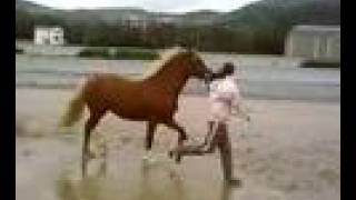 horse on the beach