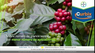 Cuida tu cultivo de café  con Curbix Fusión | Agro Bayer Colombia