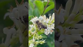 A Creepy White Spider Eating a Bee #spider #bee