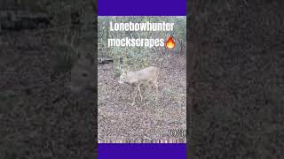 big whitetails working mock scrapes in the Tennessee woods 🦌🏹🎥🎬#lonebowhunter™️