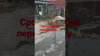 Собаки в добрые руки телеграмм канал https://t.me/pomoch_chenkam #москва #собаки #dog #приют #помощь