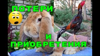 ПОТЕРИ И ПРИОБРЕТЕНИЯ, КРОЛИКИ, КУРЫ,КОЗА.