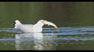 Möwe mit großem Fisch - Wermsdorfer Teiche - #Vogelbeobachtung