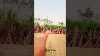 एक जबरदस्त उत्पादन देने वाली वैरायटी #sugarcane #farming