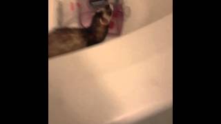 Psycho Ferret