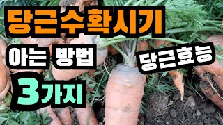 당근수확시기 아는 방법 3가지~당근수확, 당근수확기, 당근효능