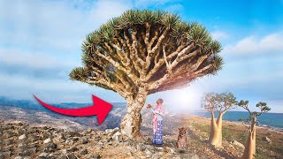 SOCOTRA, A ILHA ÁRABE que mais se parece com um MUNDO ALIENÍGENA