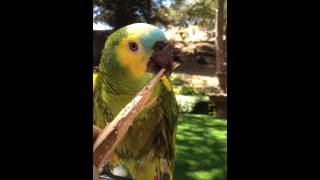 Blue Front Amazon Sharpening Beak on a Grape Stake