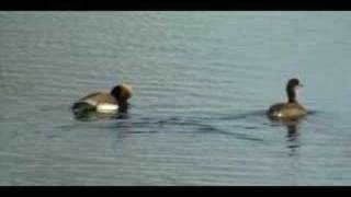 Tatarske žvižgavke (red-crested Pochard)