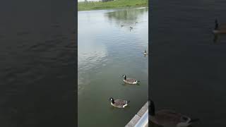 Lovely Geese on the Lake/#shorts