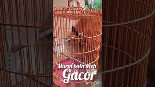 murai batu aceh gacor