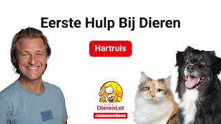 Wat zijn de kenmerken van hartruis bij je huisdier?