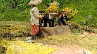 Proses panen padi dengan cara tradisional