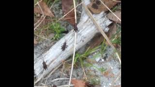 Baby Lubber Grasshoppers