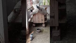 Pigeon Amazing Sound Video Animal Theater #Pigeon #Pigeonsoundvideos #PigeonVideos #animaltheater