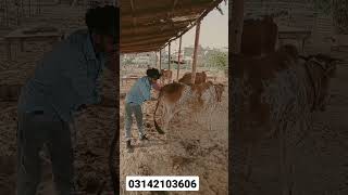 Cow pregnancy check Karachi