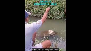 Umpan Mancing Udang Sungai / River Shrimp Fishing Bait #Shorts